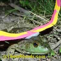 /home//u458753944/public_html/sourcegallery/////////Frogs/More bullfrogs/P7010216.JPG
